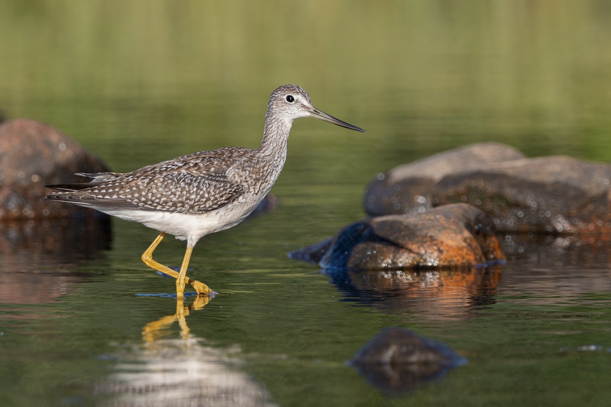 vodouš velký - ML640445654