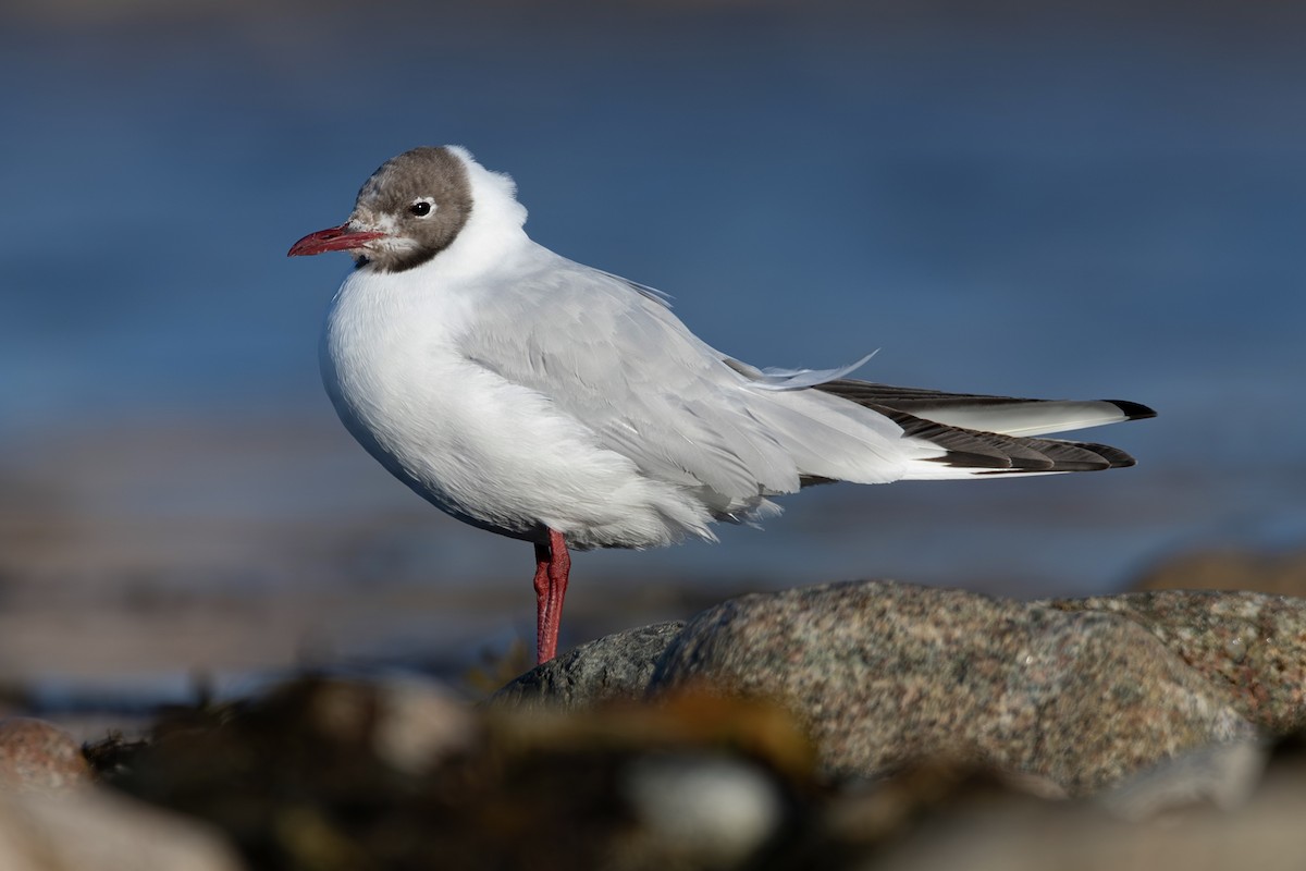 racek chechtavý - ML640445663