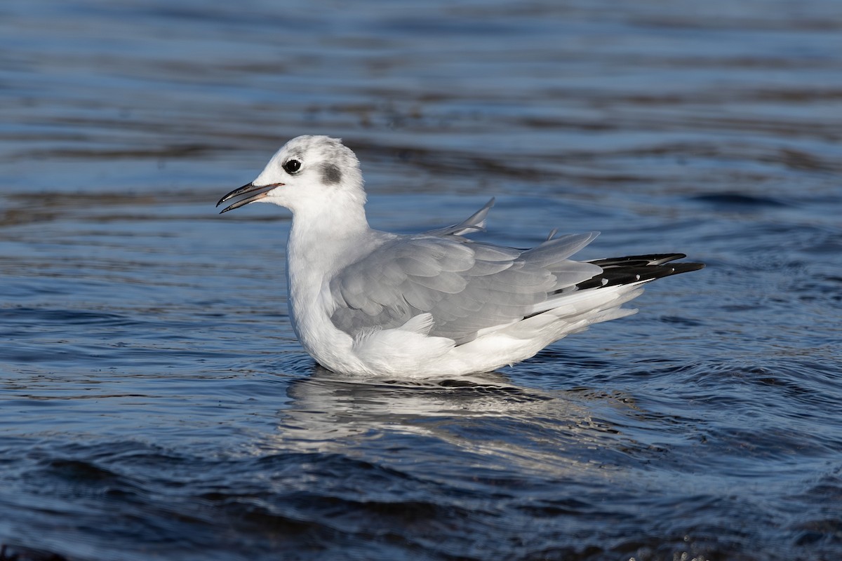 racek Bonapartův - ML640445667