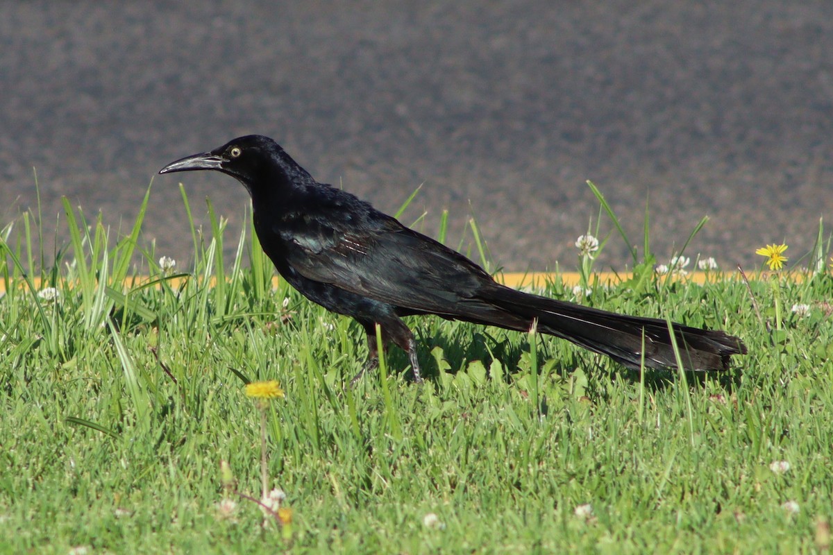 Great-tailed Grackle - ML640445676