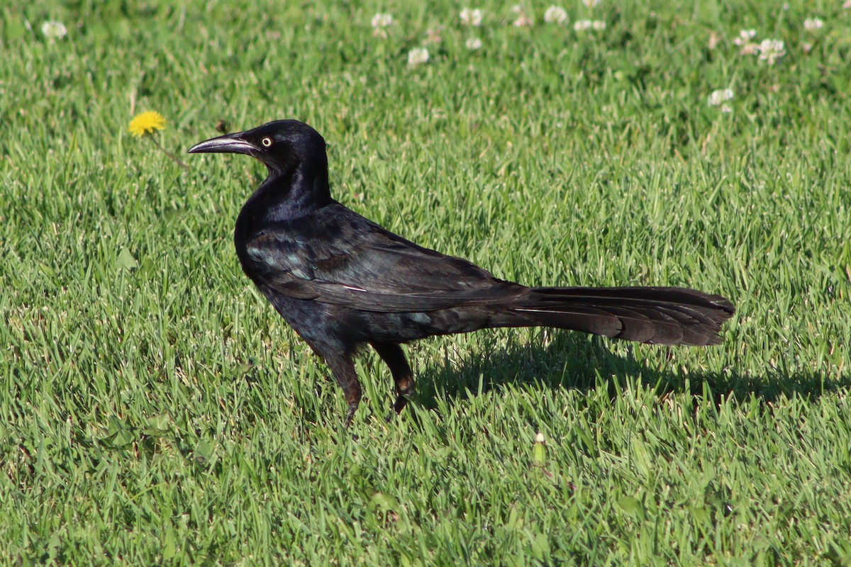 Great-tailed Grackle - ML640445677