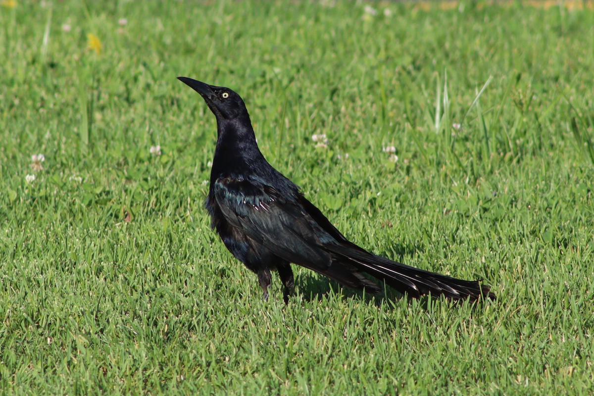 Great-tailed Grackle - ML640445678