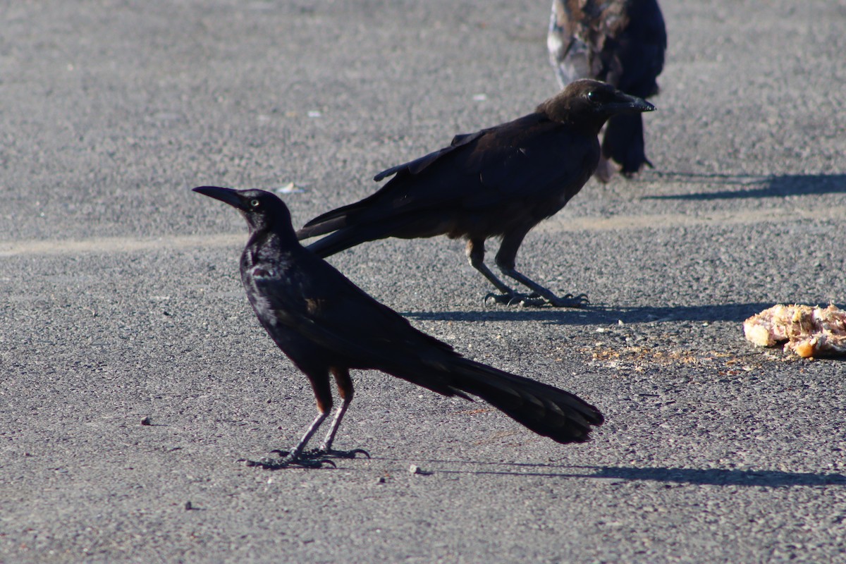 Great-tailed Grackle - ML640445679