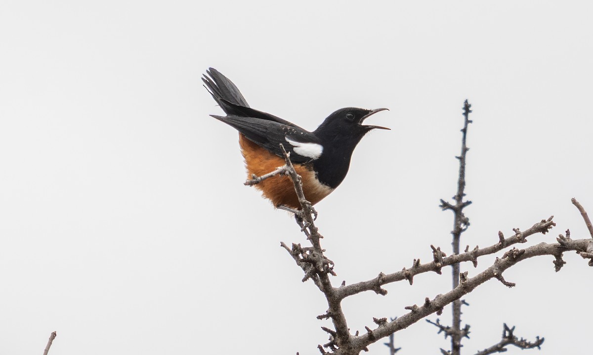 Mocking Cliff-Chat - ML640445685