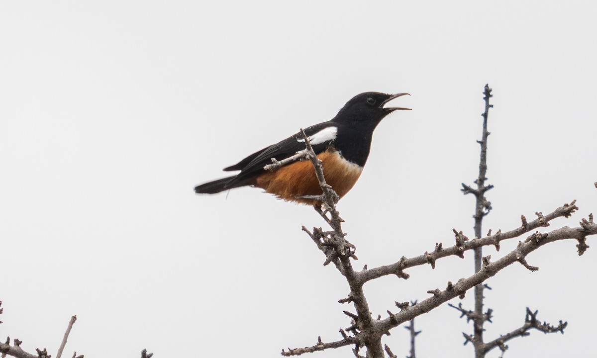 Mocking Cliff-Chat - ML640445687