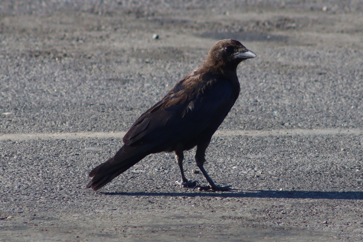 American Crow - ML640445694