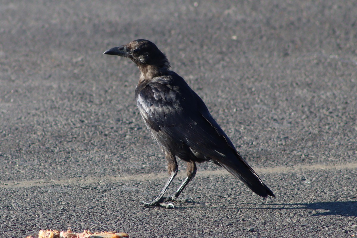 American Crow - ML640445695