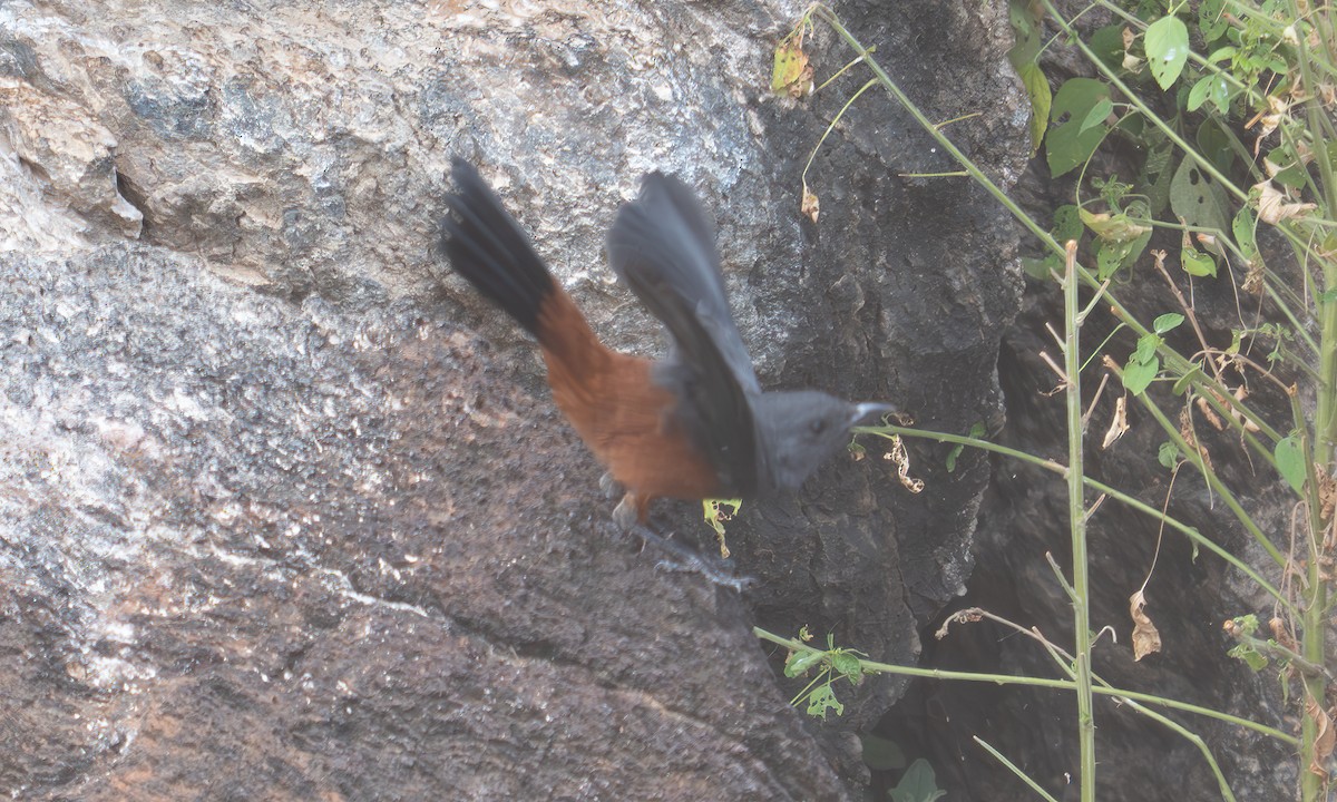 Mocking Cliff-Chat - ML640445699