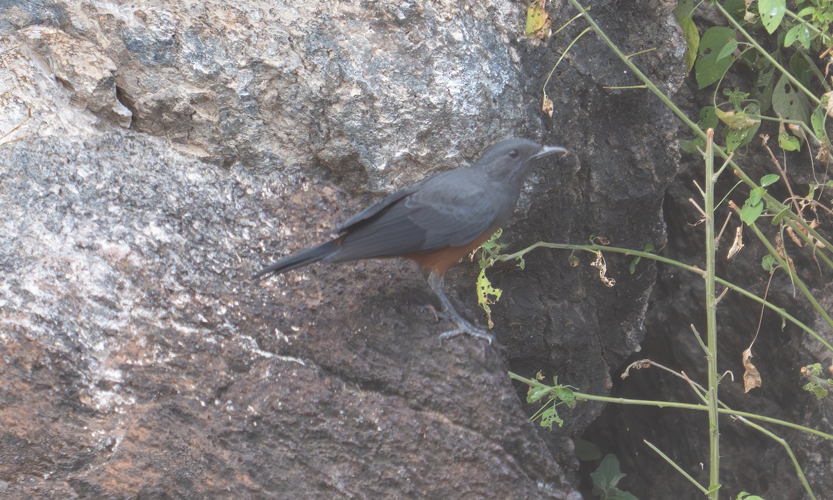 Mocking Cliff-Chat - ML640445700