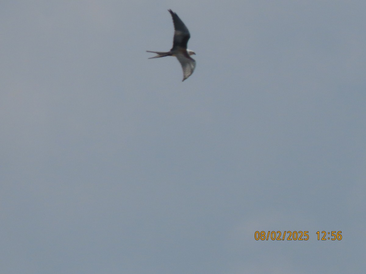Swallow-tailed Kite - ML640445701