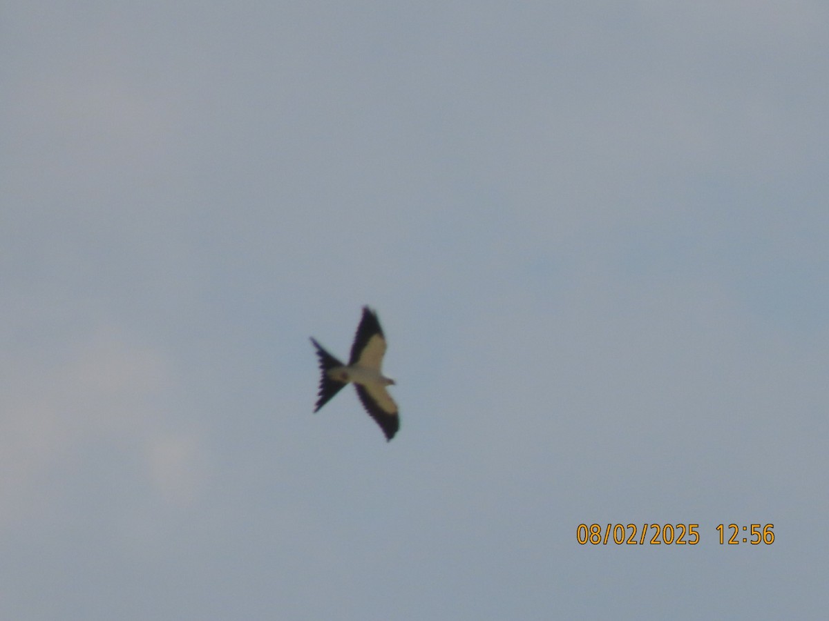 Swallow-tailed Kite - ML640445702