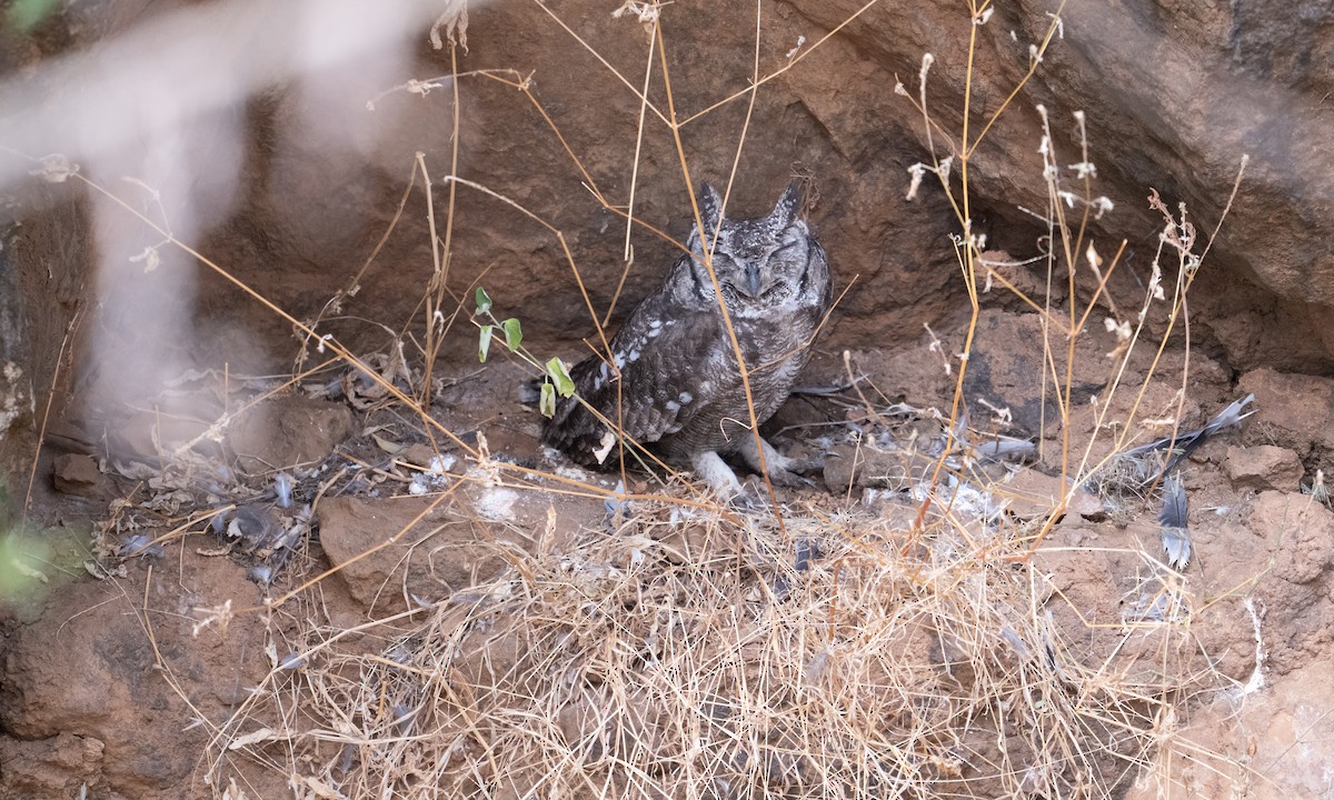 Grand-duc du Sahel - ML640445709