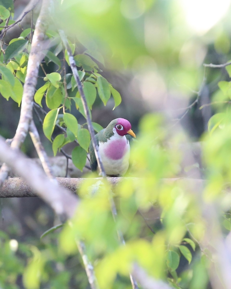 Jambu Fruit-Dove - ML640445717
