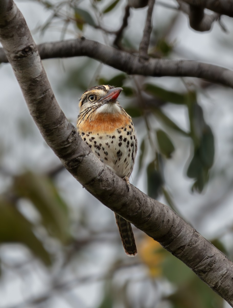 Spot-backed Puffbird (Spot-backed) - ML640445734