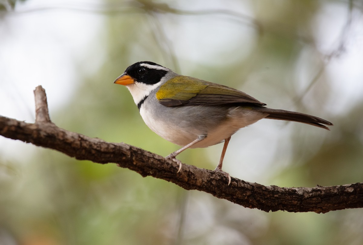 Saffron-billed Sparrow (Saffron-billed) - ML640445742
