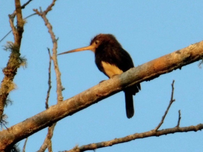Brown Jacamar - ML640445743