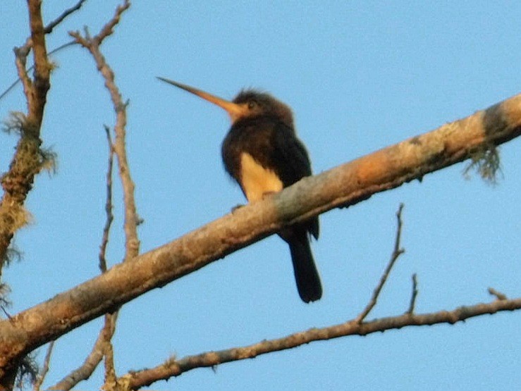 Brown Jacamar - ML640445751