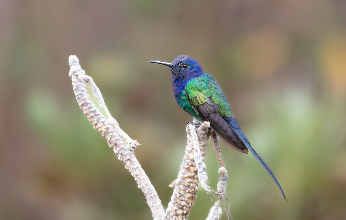 Swallow-tailed Hummingbird - ML640445790