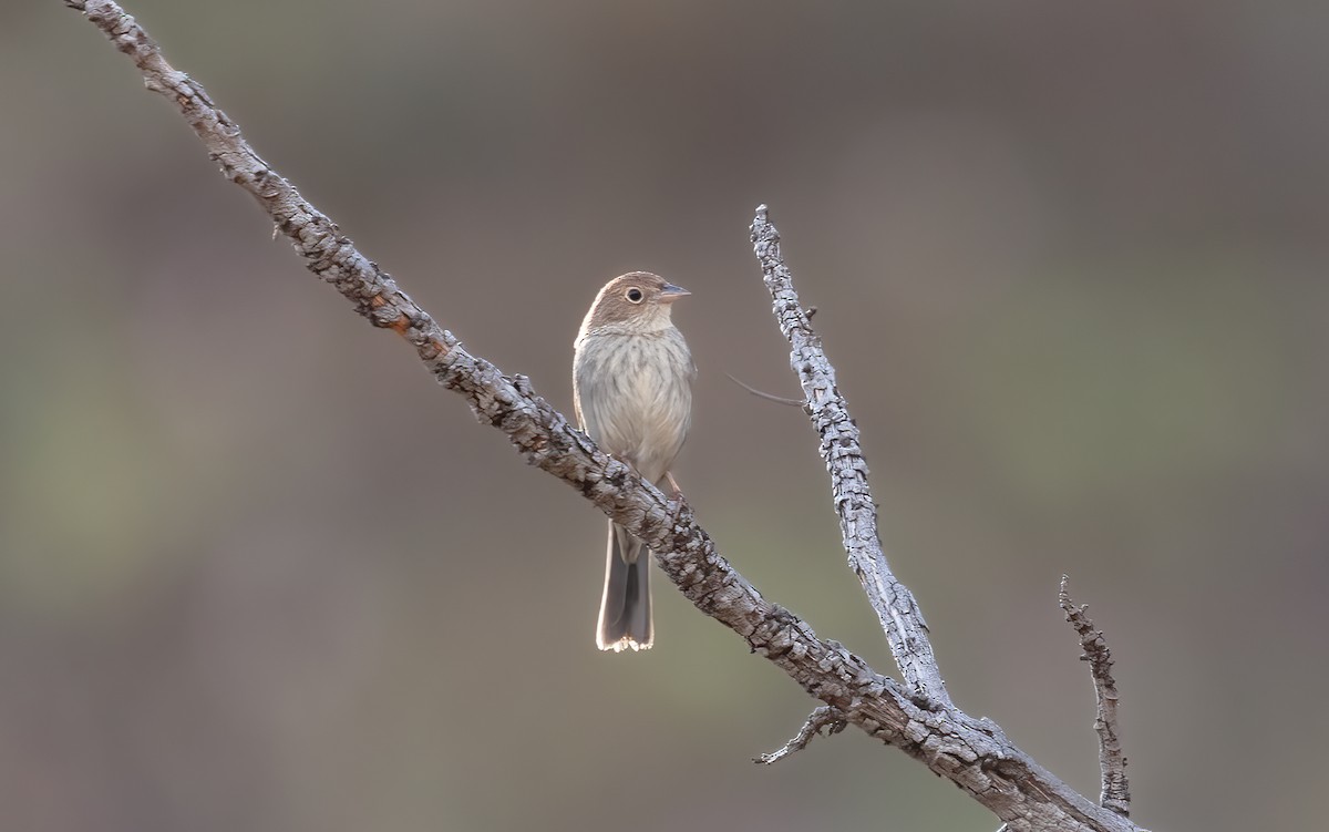 Blue Finch - ML640445813