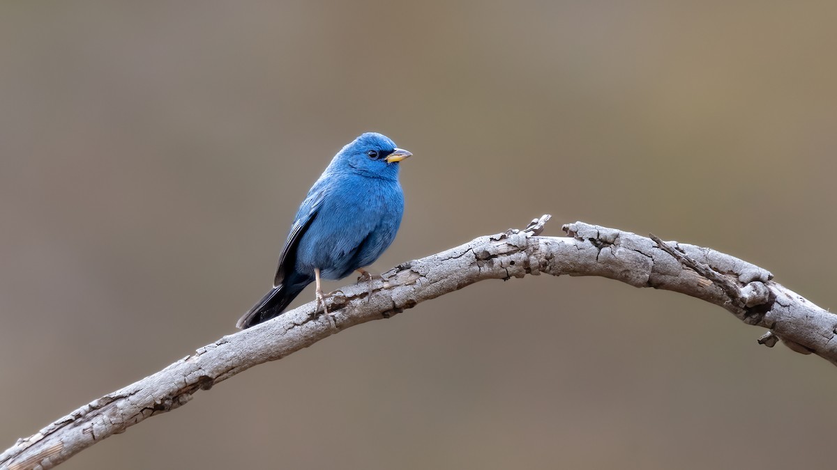 Blue Finch - ML640445814