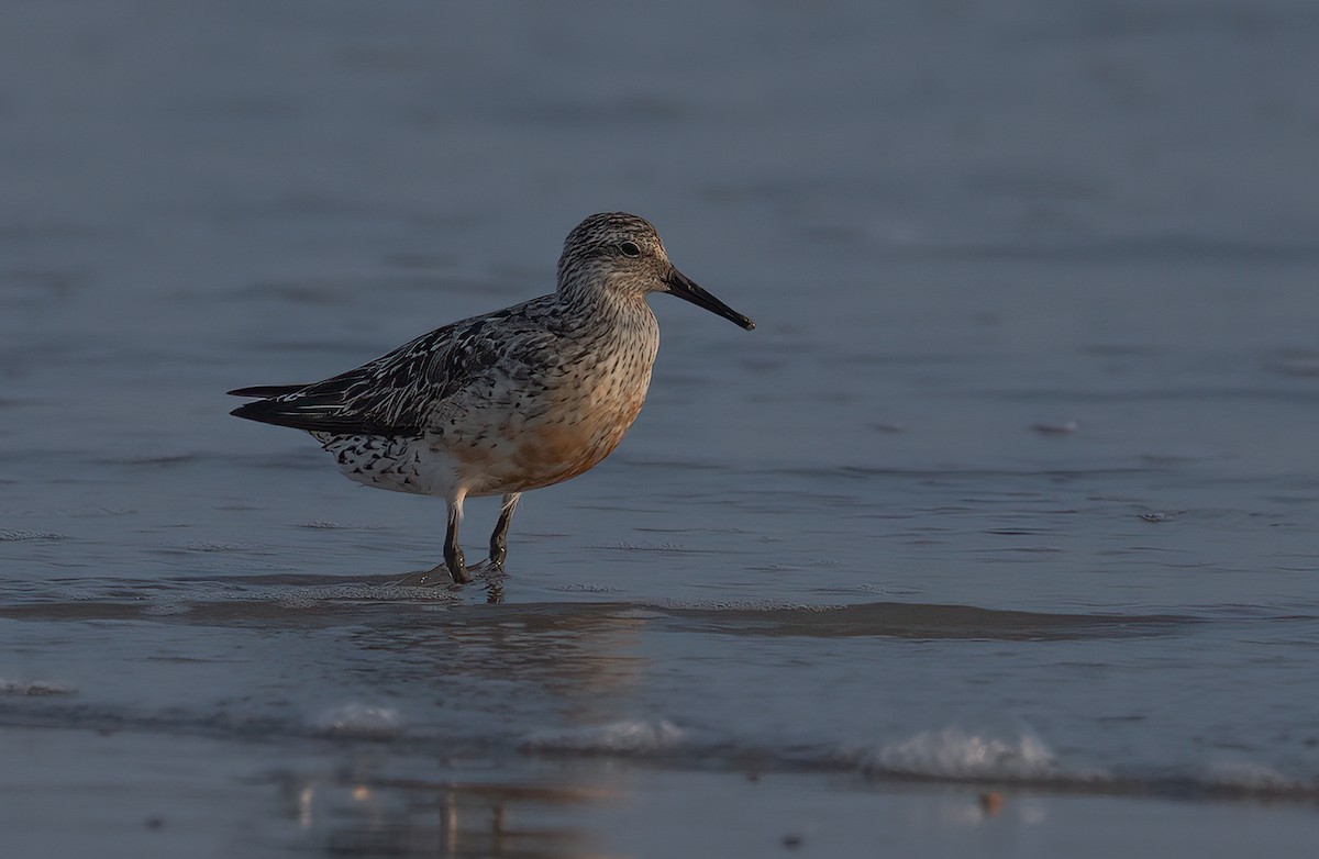 jespák rezavý - ML640445838