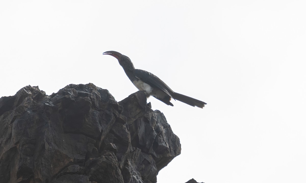 Hemprich's Hornbill - ML640445854