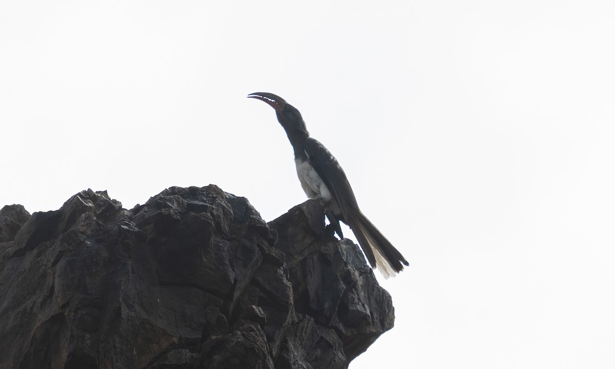 Hemprich's Hornbill - ML640445856