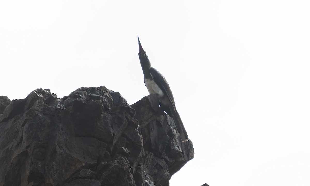Hemprich's Hornbill - ML640445858