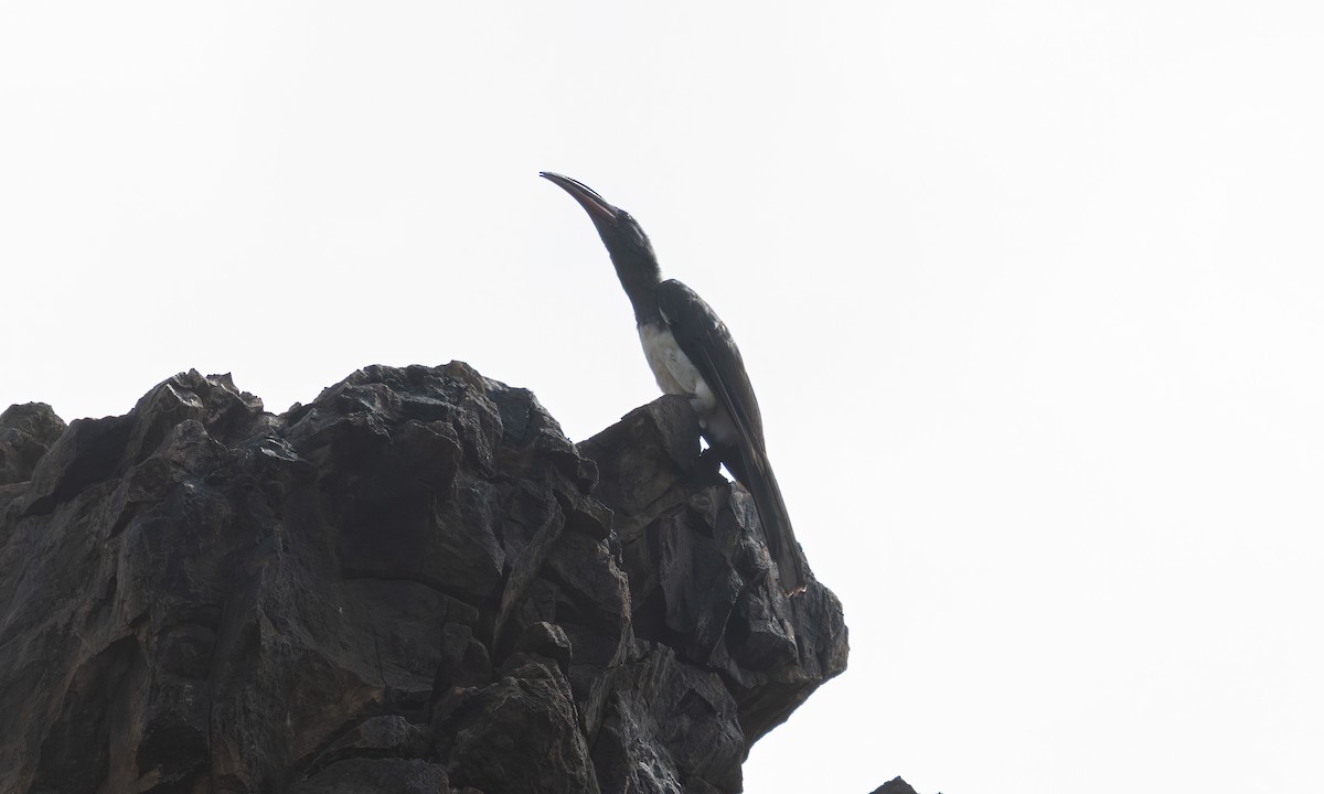 Hemprich's Hornbill - ML640445860