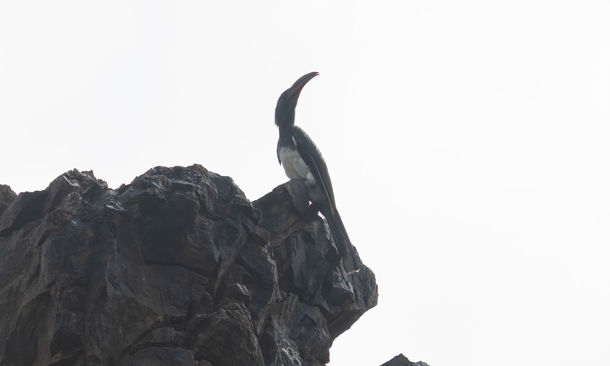 Hemprich's Hornbill - ML640445861