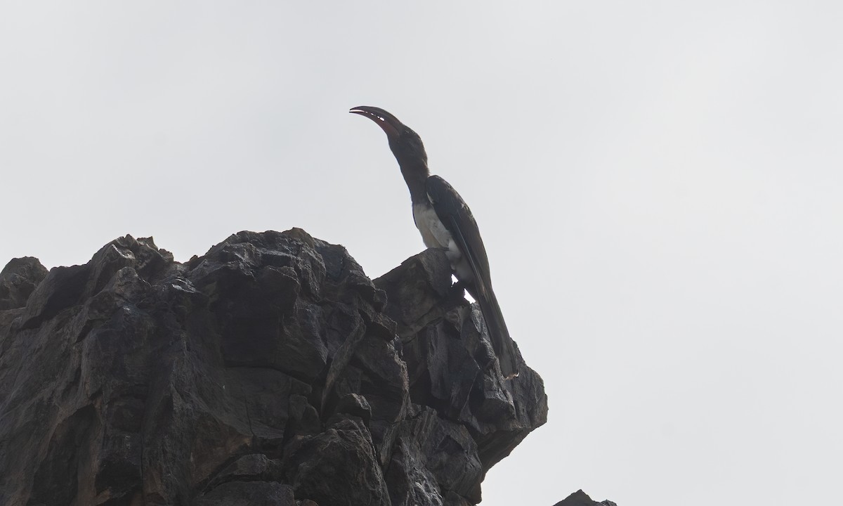 Hemprich's Hornbill - ML640445862