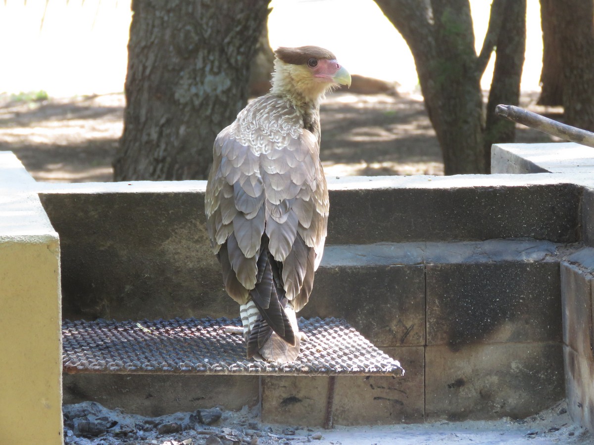 Crested Caracara - ML640445880