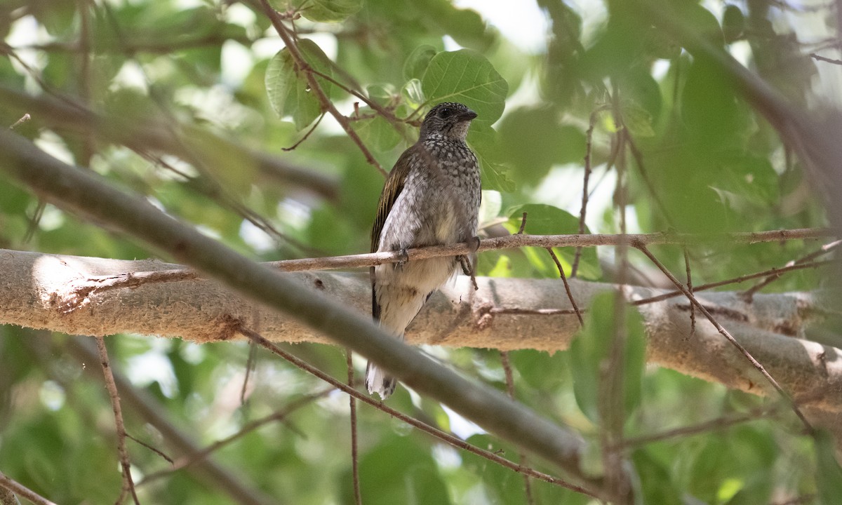 Scaly-throated Honeyguide - ML640445943