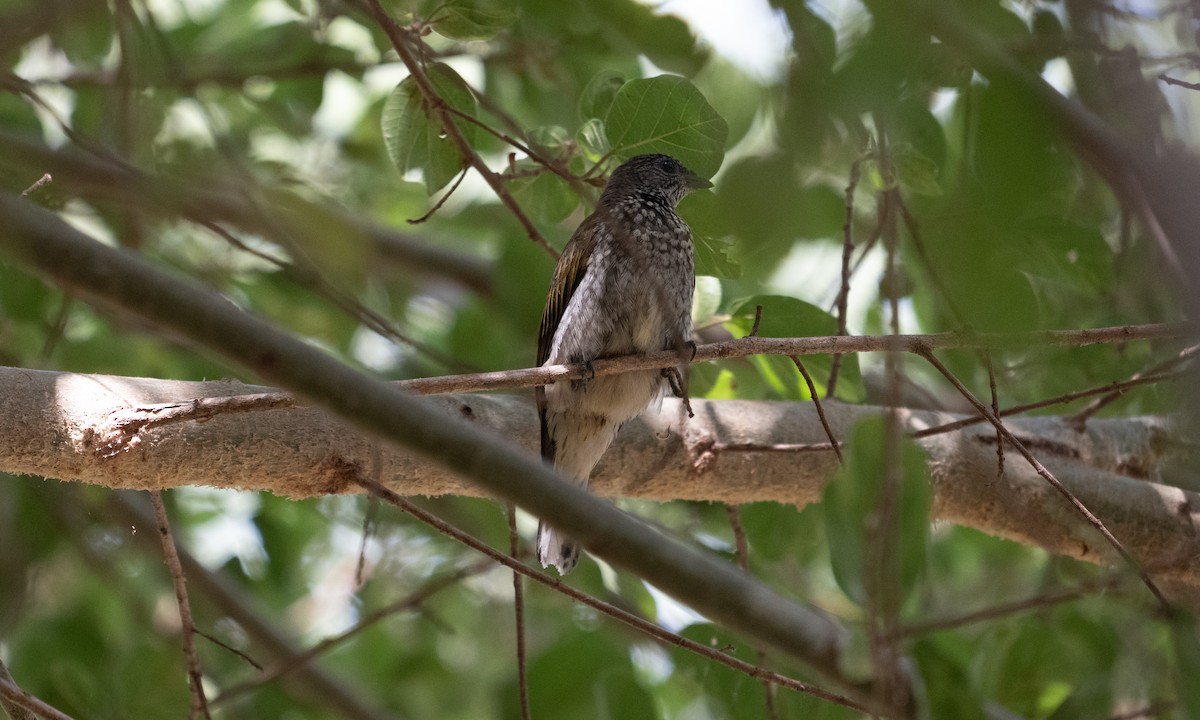 Scaly-throated Honeyguide - ML640445944