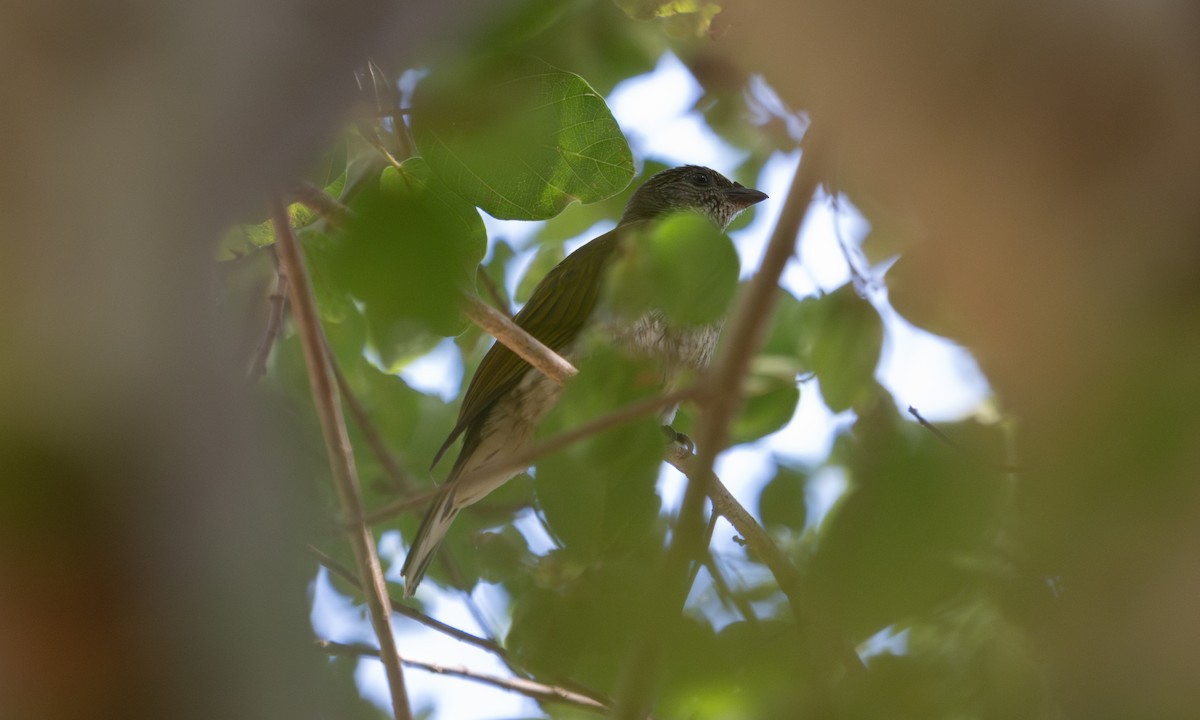 Scaly-throated Honeyguide - ML640445945