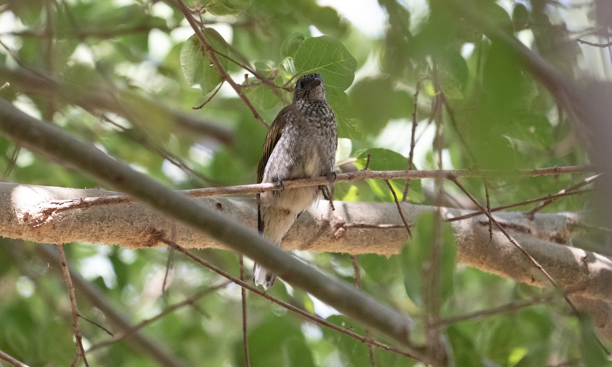 Scaly-throated Honeyguide - ML640445947