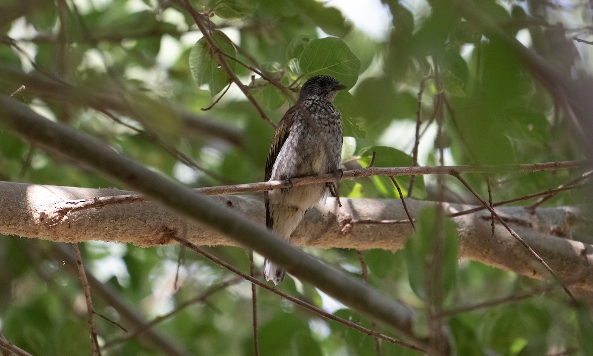 Scaly-throated Honeyguide - ML640445948
