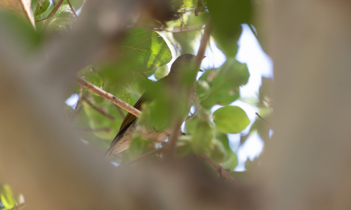 Scaly-throated Honeyguide - ML640445949