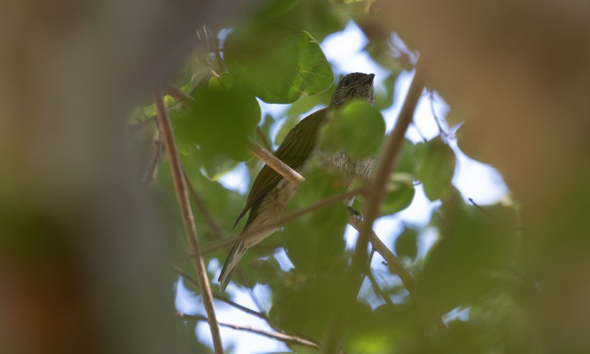 Scaly-throated Honeyguide - ML640445950