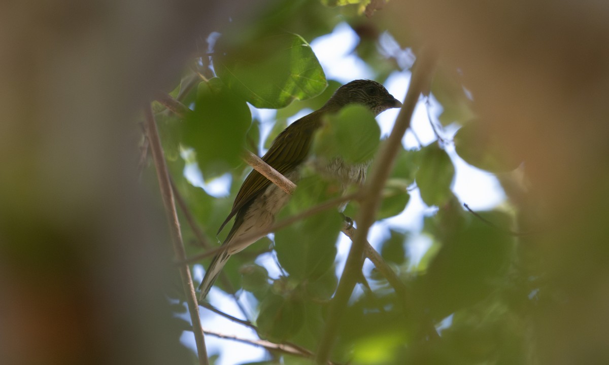 Scaly-throated Honeyguide - ML640445951