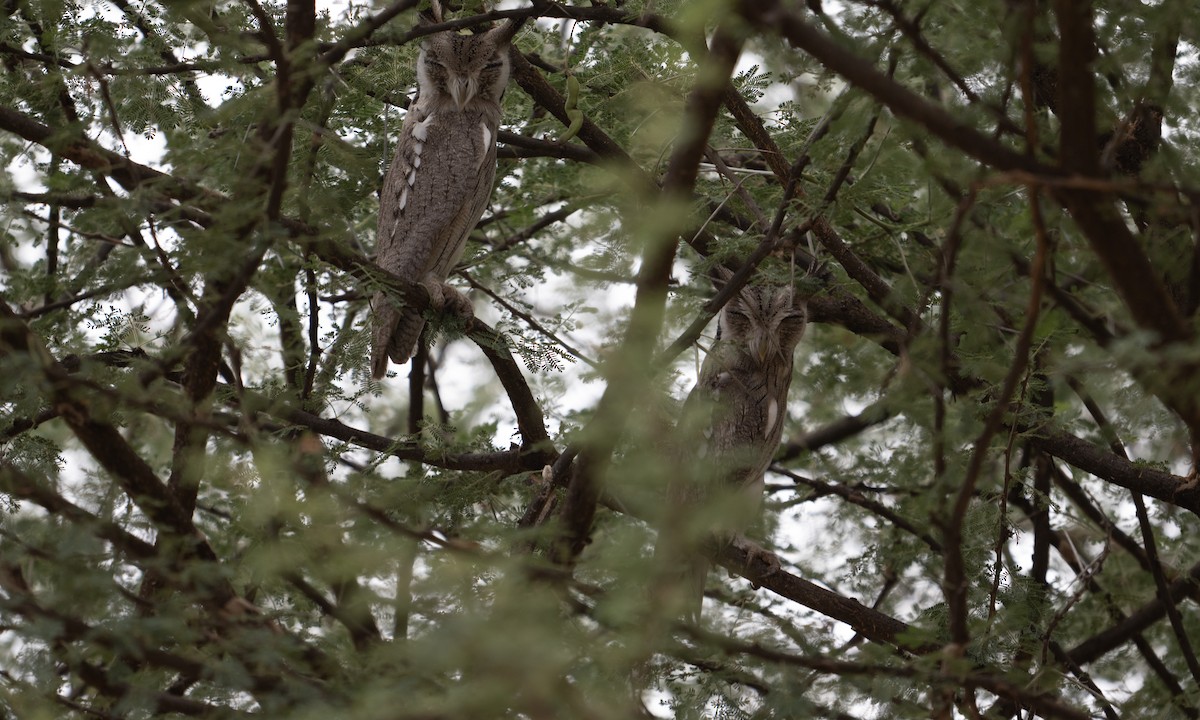 Northern White-faced Owl - ML640446029