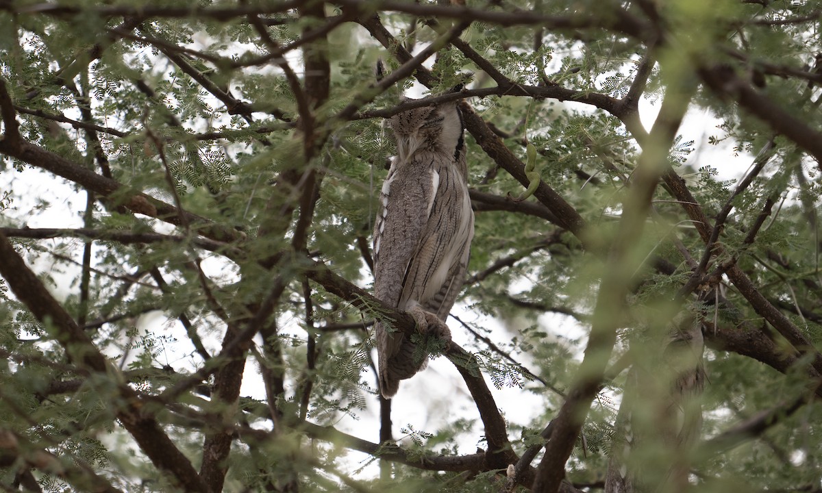 Northern White-faced Owl - ML640446031