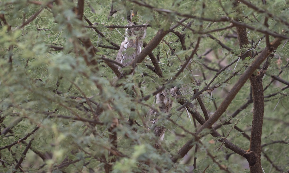 Northern White-faced Owl - ML640446035