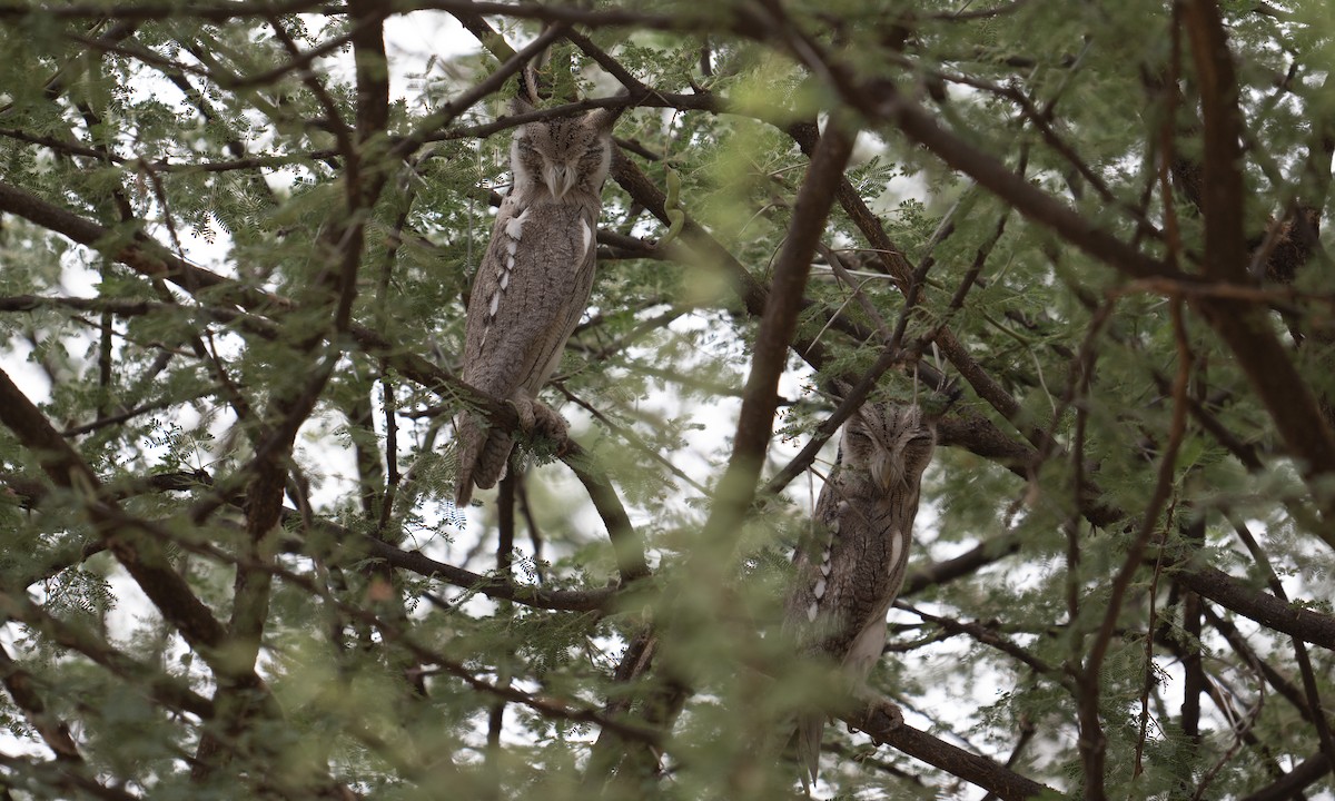 Northern White-faced Owl - ML640446037