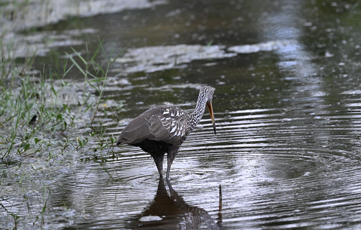 Limpkin - ML640446038