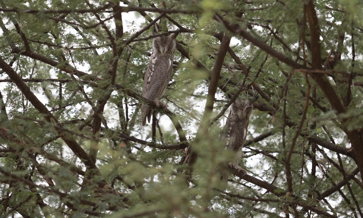 Northern White-faced Owl - ML640446039