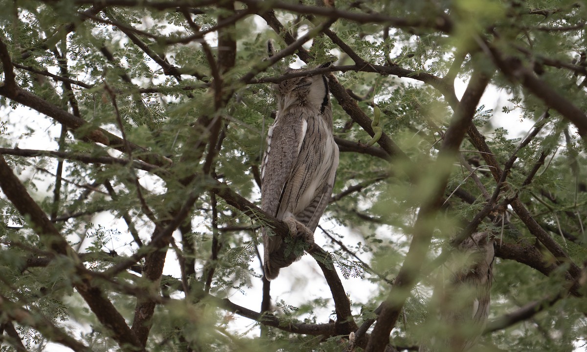 Northern White-faced Owl - ML640446040