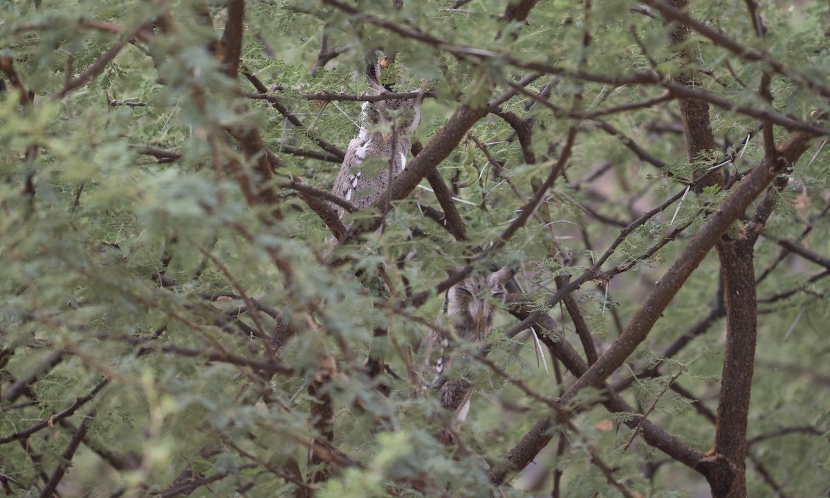 Northern White-faced Owl - ML640446041