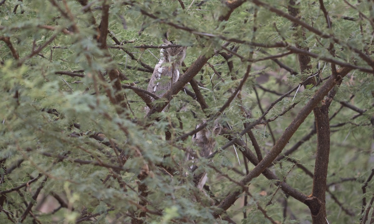 Northern White-faced Owl - ML640446042