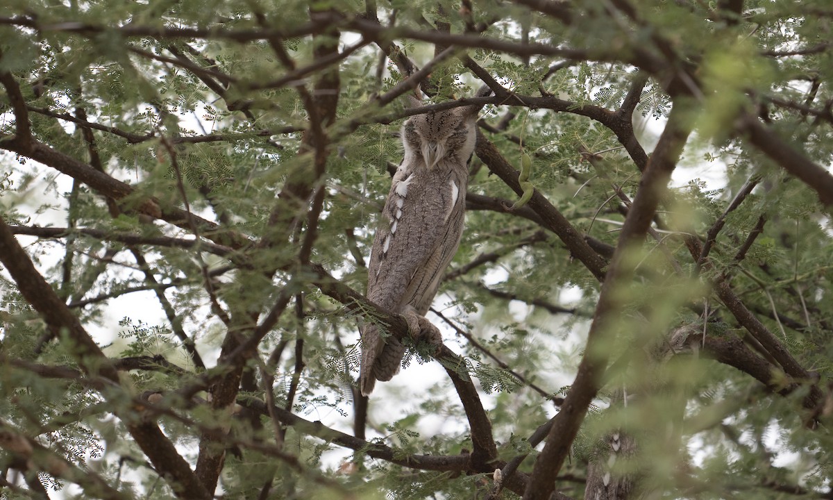 Northern White-faced Owl - ML640446045